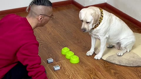 就问你，狗子这招绝不绝！The dog's trick will never stop!