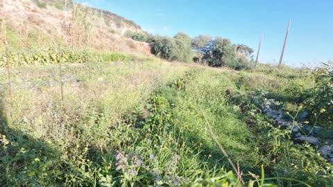 Actividades na Horta Experimental, Margem Sul Agrofloresta 2nd of Sept 2k25 Pt 6