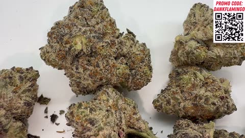 Gucci Cake by THCA King! Exotic Strain Review by the Dank Flamingo!!