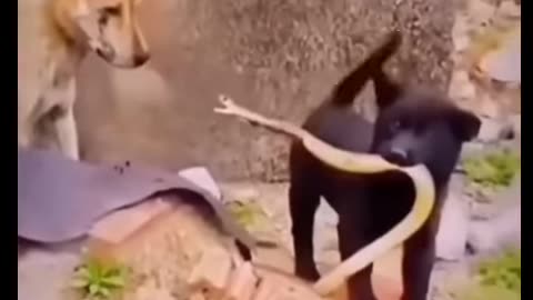 Funny shorts viral animal video
