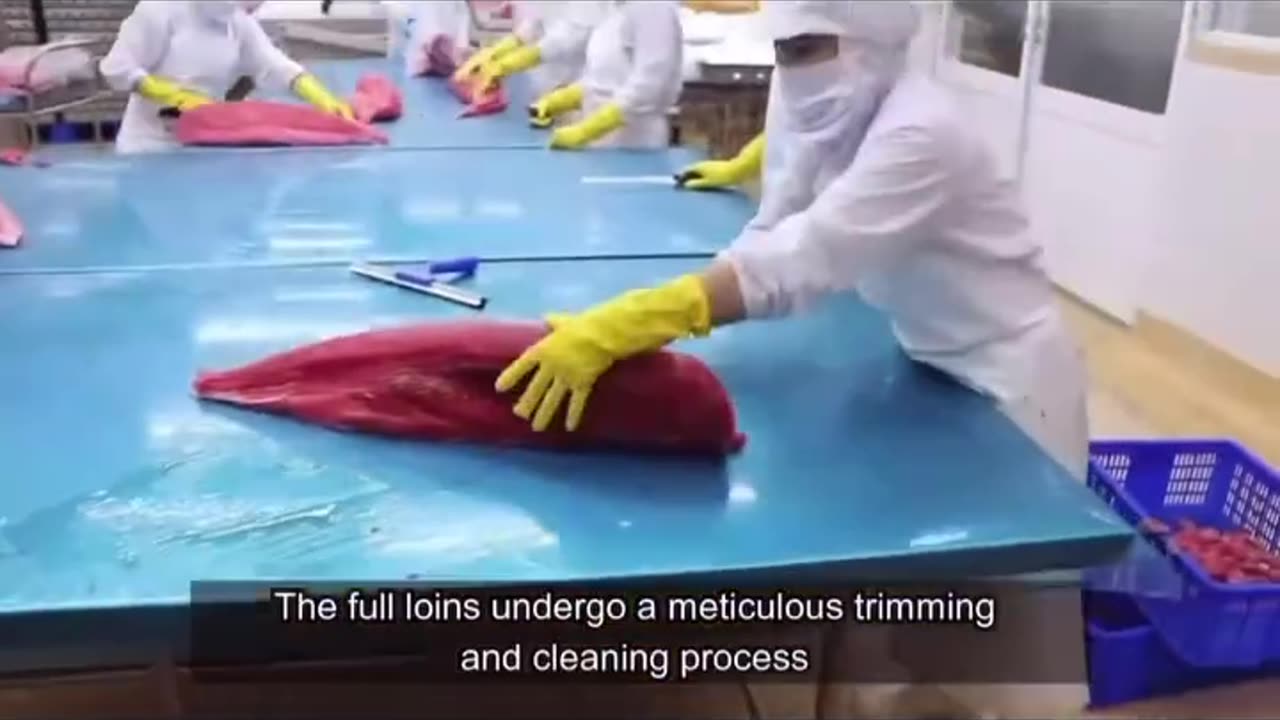 How they make Rotten Tuna Fish Look & Taste Fresh