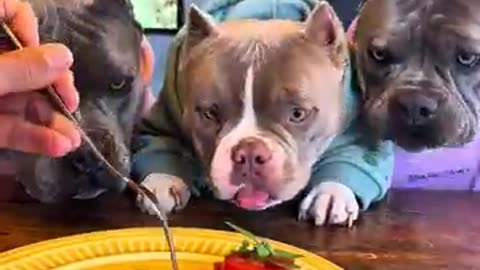 animals