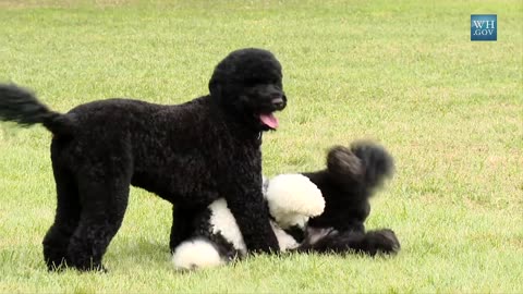 The Obamas Welcome Adorable Puppy Sunny (2012)