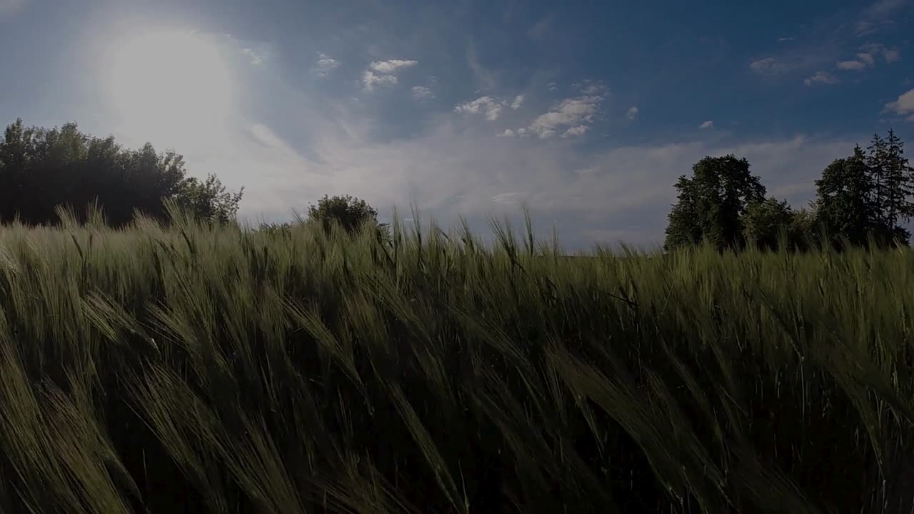 Wheat Field Breeze 🌾✨ | Swaying Golden Fields & Relaxing Wind Sounds