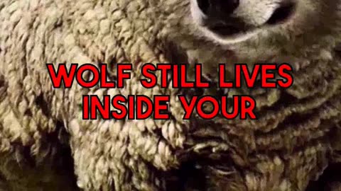 Unraveling the Canine Psyche: How Wolf Ancestry Still Shapes Dog Behavior