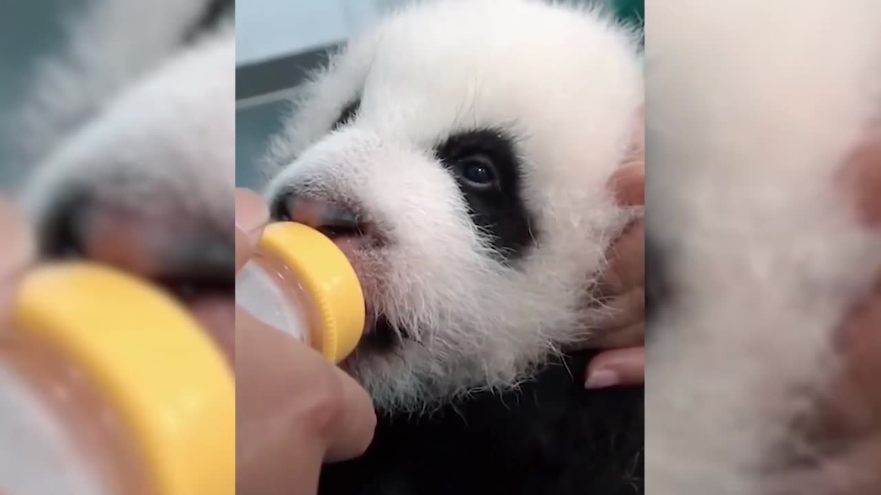🐼 Funny Pandas 2021 🐼 [Funny Pets]