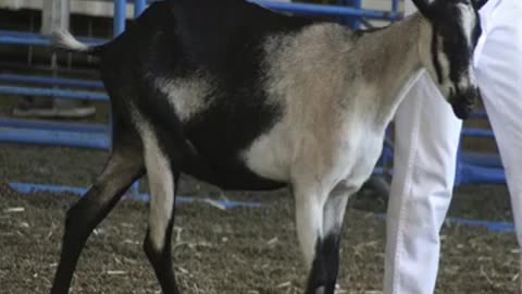 Momento Malum Today Episode 169 Dairy Sheep Pedigree