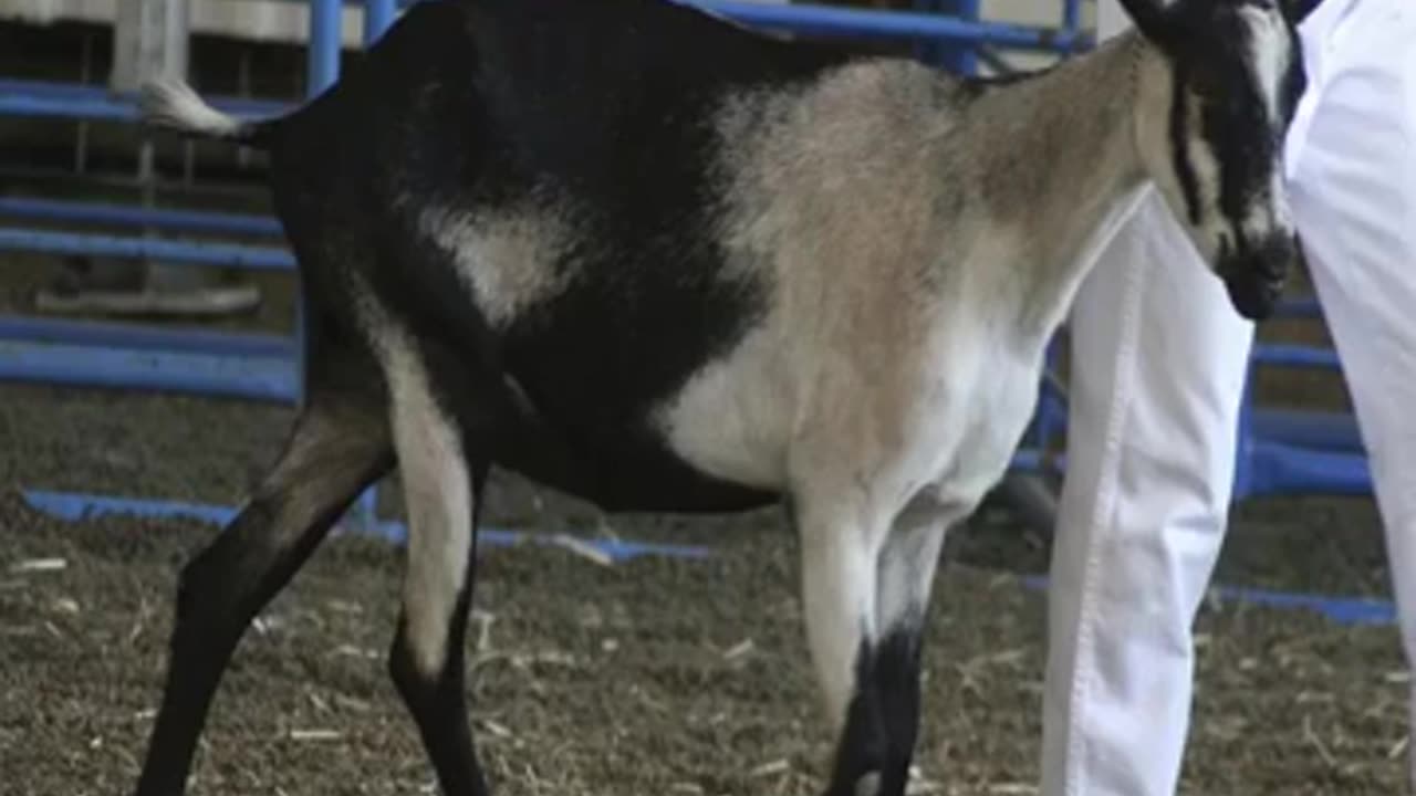 Momento Malum Today Episode 169 Dairy Sheep Pedigree