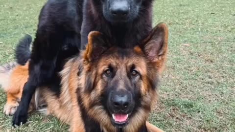 German shepat