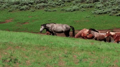 Wild Mustangs reunite at Skydog Sanctuary
