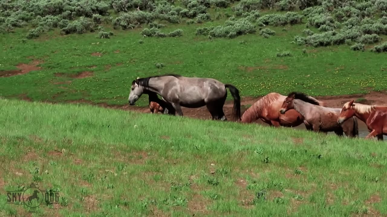 Wild Mustangs reunite at Skydog Sanctuary