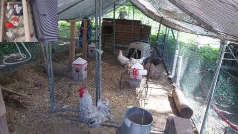 Chicken Live Stream