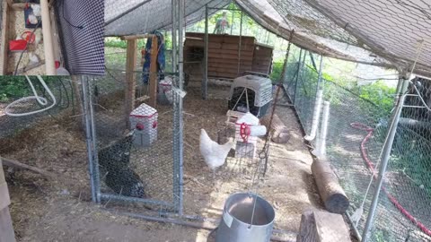 Chicken Live Stream