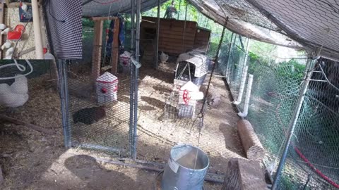 Chicken Live Stream