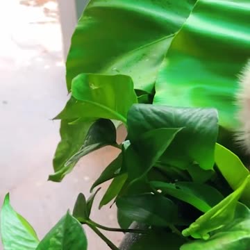 adorable baby monkey