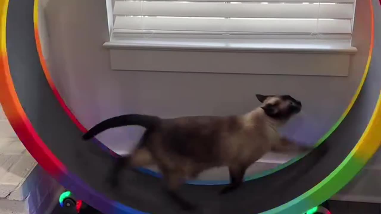 This Cat on a Spinning Wheel Is the Funniest Thing Ever! 😹🎡