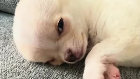 Littels Dog's Comedy Videos 🤣 so cute videos 😍 funny videos 🤣 Live Camera HD 🤩