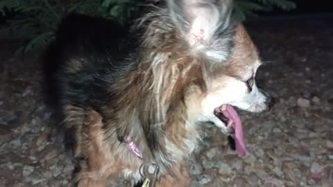 Villanova ChaCha Paco dusk k9 walk I ran over tiny Villanova's left back paw, needs Dr?20250820171