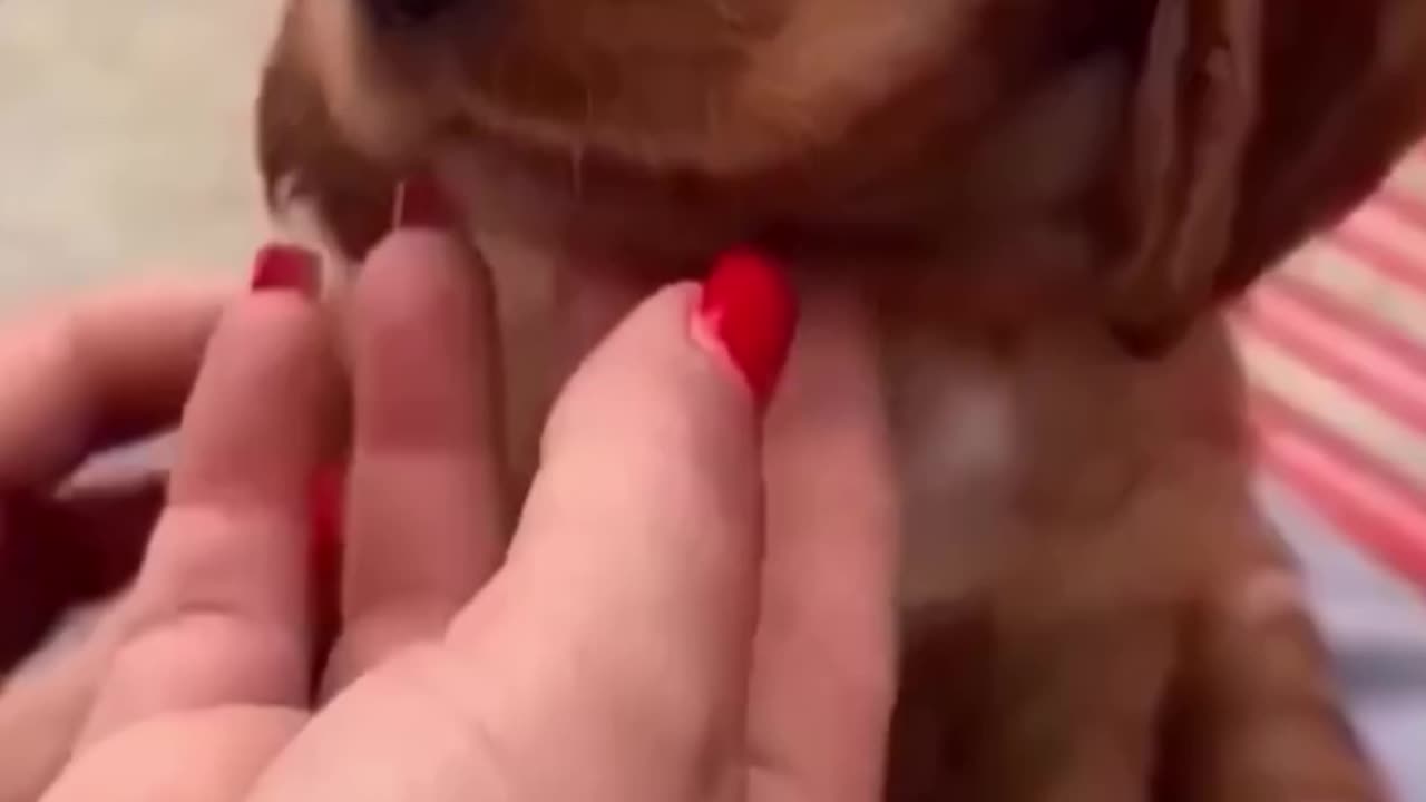 This Dog Understands More Than Words ❤️🐶