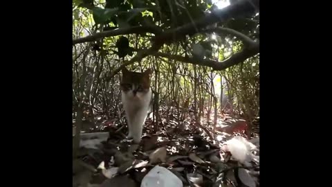 Feline Fumble Fest: Laugh-Out-Loud Cat Compilation!