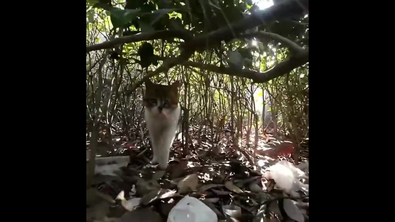 Feline Fumble Fest: Laugh-Out-Loud Cat Compilation!