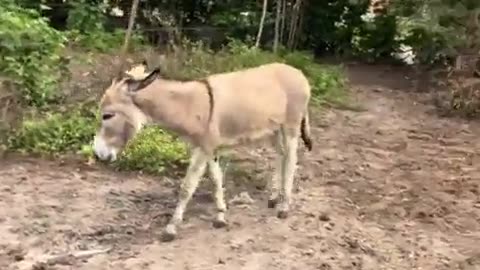 😂🤯 You Won't Believe This Donkey Attack! | FunFM