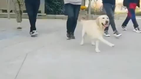 Crónicas de un humano frustrado que su perro ni siquiera le hace caso para buscar la pelota