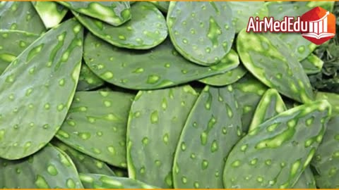 45 Beneficios de las Hojas de Nopal