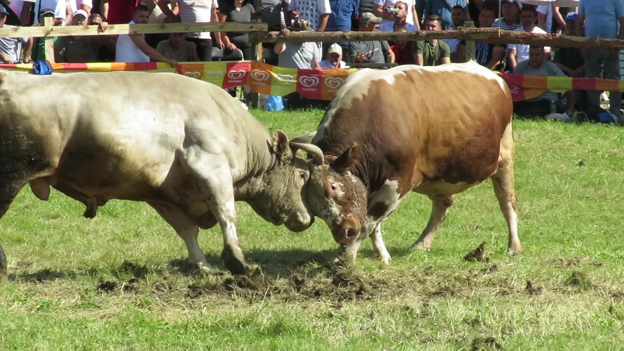 Risonja od Pejzića vs Golub od Patkovića Banovići 2025