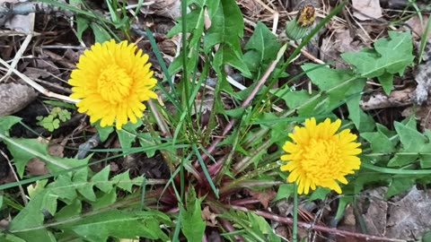 Dandelions