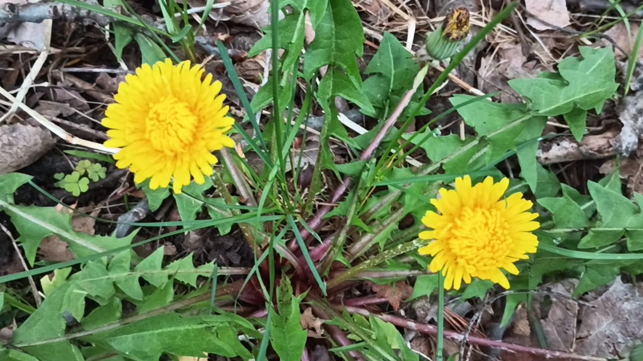 Dandelions