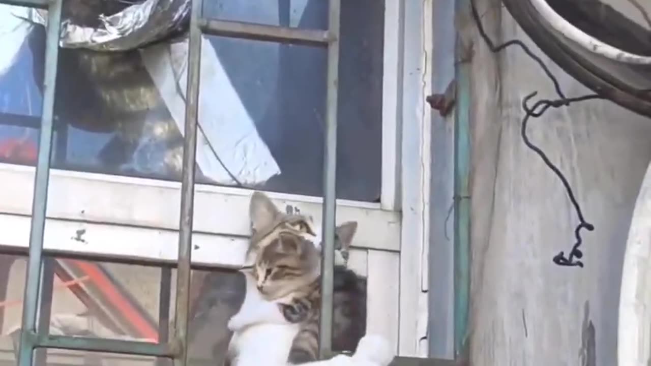 Playful Whiskers | Adorable Cat Moments 😻✨