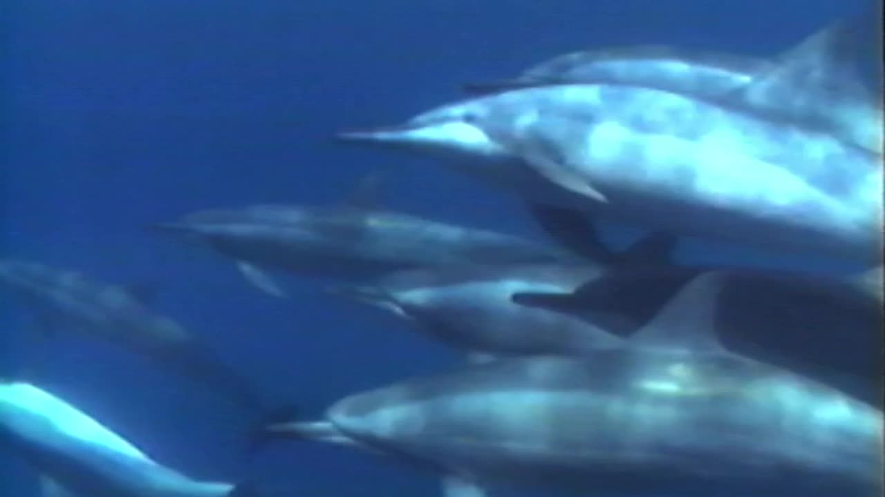 Life In The Sea Part 1 - Great Sea Mammals (1995)