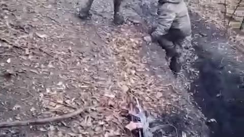Taking boars captive in the South Donetsk direction