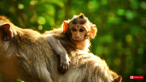 “Wild Encounters: Amazing Animal Moments You Won’t Believe!”
