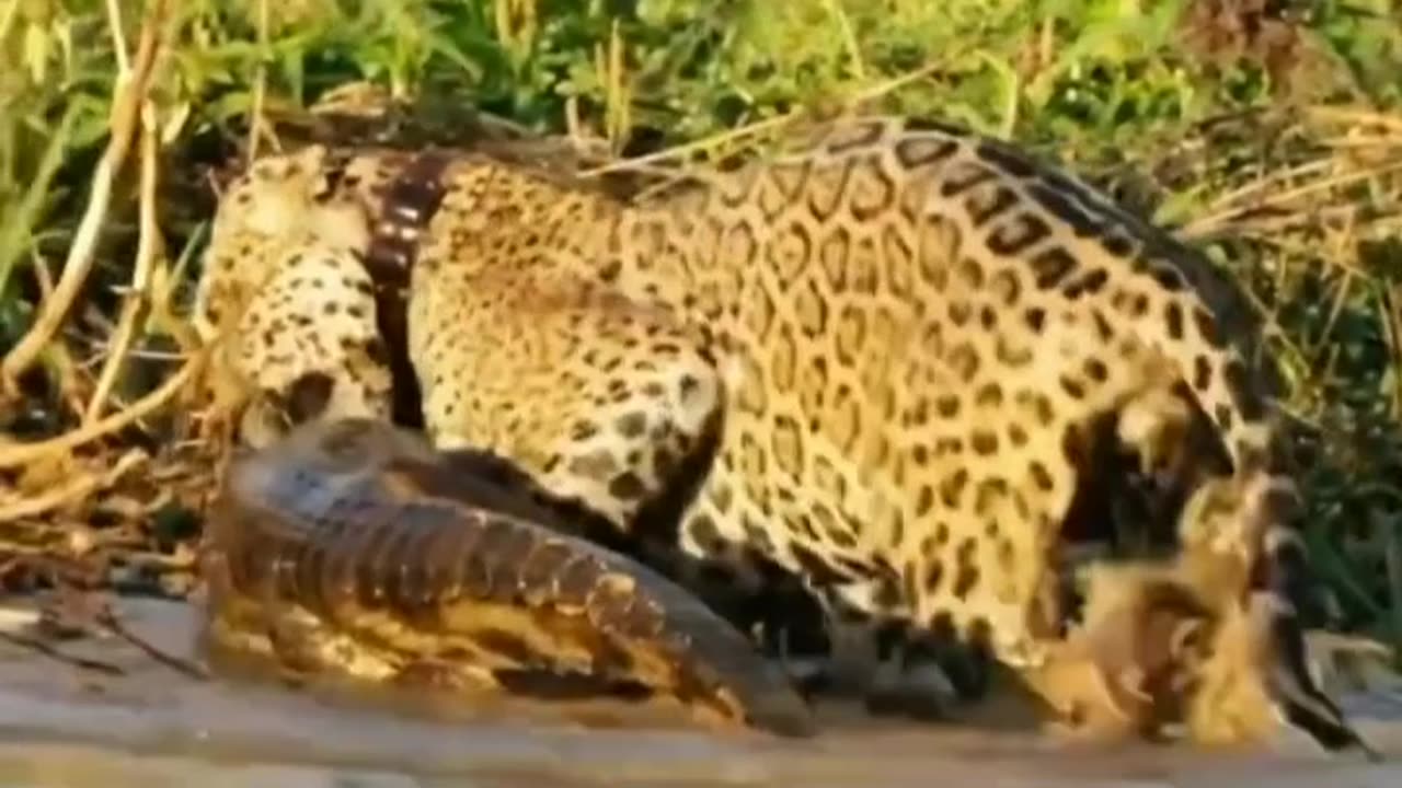 lion and tiger