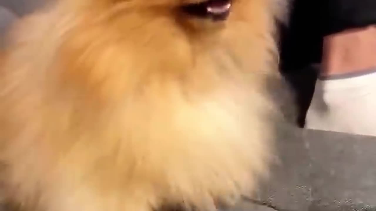 Dog’s Funny Reaction to Lemon 🍋😂 | Hilarious Puppy Tries Lemon for the First Time