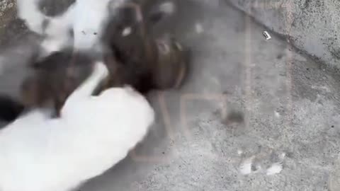 Funny video