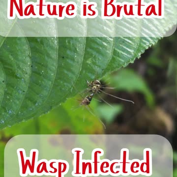 Real Life Zombies on Our Farm?! 🧟‍♂️🪰 | Cordyceps in the Philippines Zombie Apocalypse…