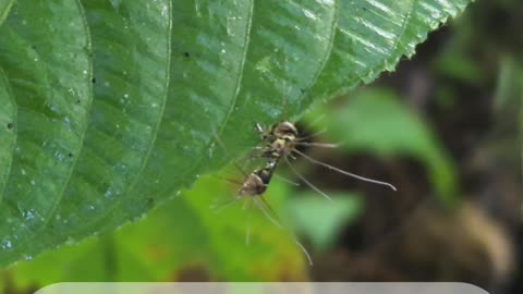 Real Life Zombies on Our Farm?! 🧟‍♂️🪰 | Cordyceps in the Philippines Zombie Apocalypse…