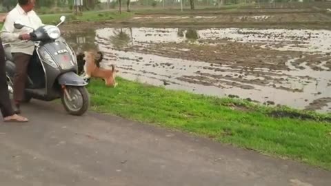Street Dogs & Dangerous Fight