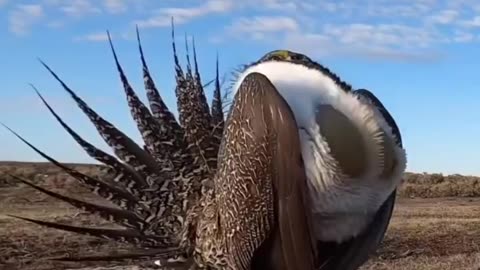Bird Angry Dance