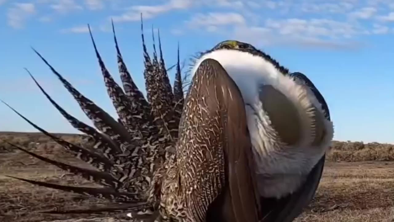 Bird Angry Dance