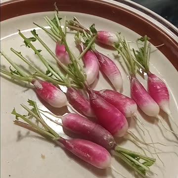 First Garden Harvest of 2025