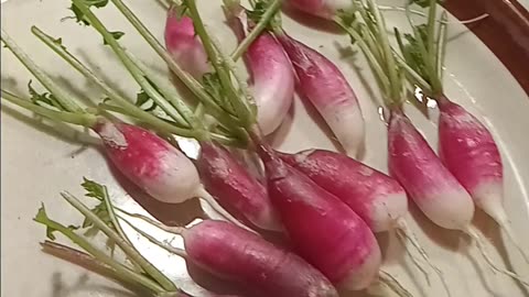 First Garden Harvest of 2025