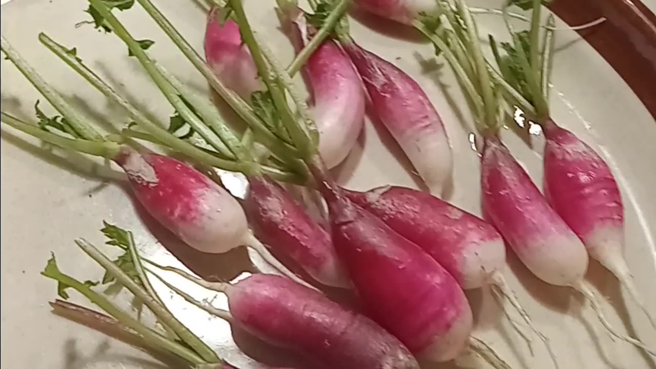First Garden Harvest of 2025