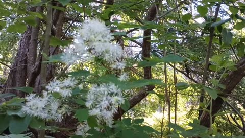 Meadow Rue
