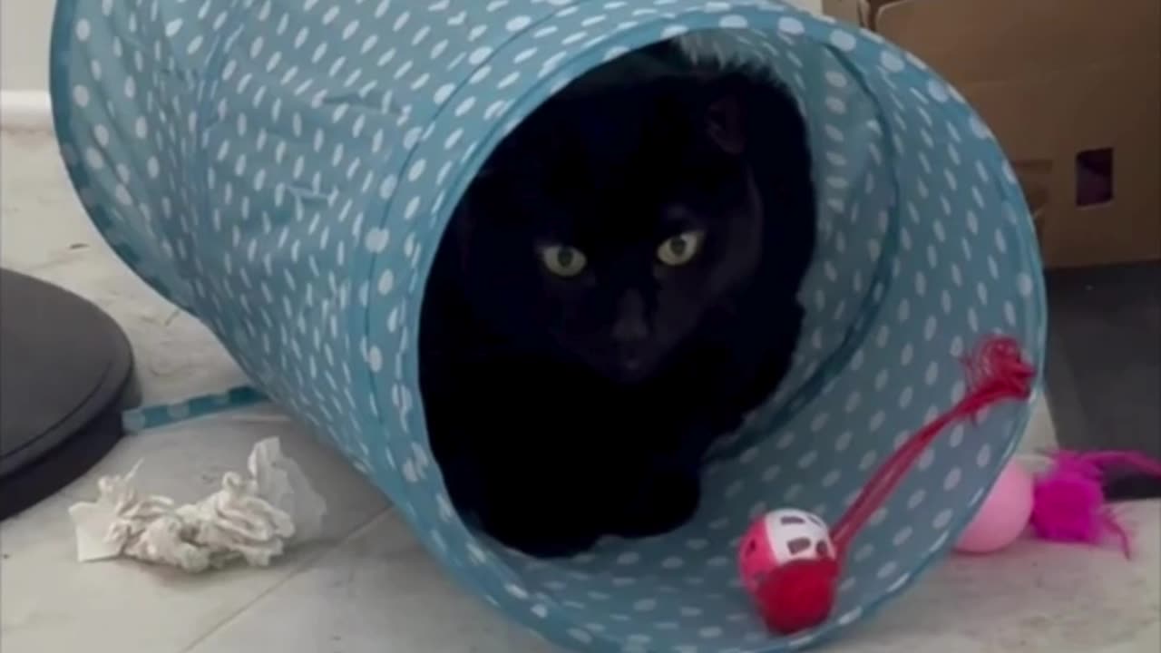 Cute Precious Piper Has Fun in Her Tunnel - Adopting a Cat from a Shelter Vlog #shorts