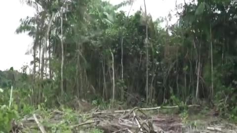 The UN's COP30 climate summit starts next week in Brazil. In order to ease traffic to the conference vast swathes of protected Amazon rainforest have been bulldozed to make way for a new new four-lane highway.