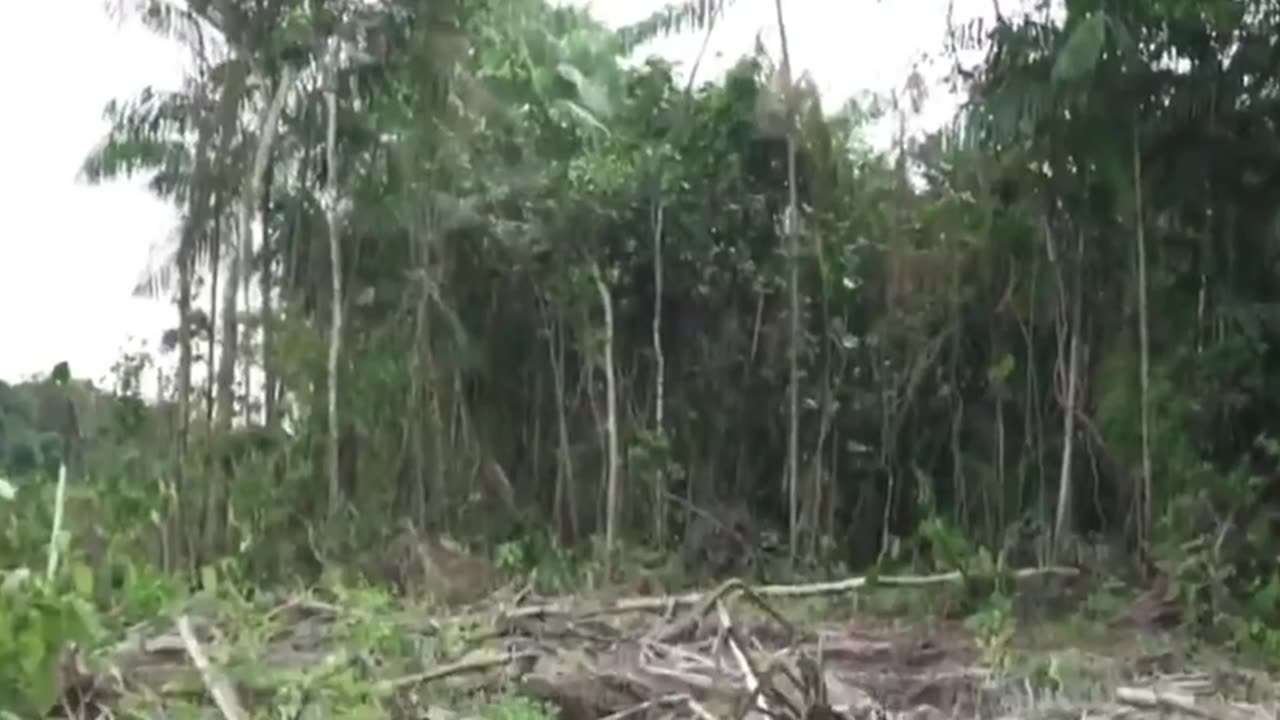 The UN's COP30 climate summit starts next week in Brazil. In order to ease traffic to the conference vast swathes of protected Amazon rainforest have been bulldozed to make way for a new new four-lane highway.